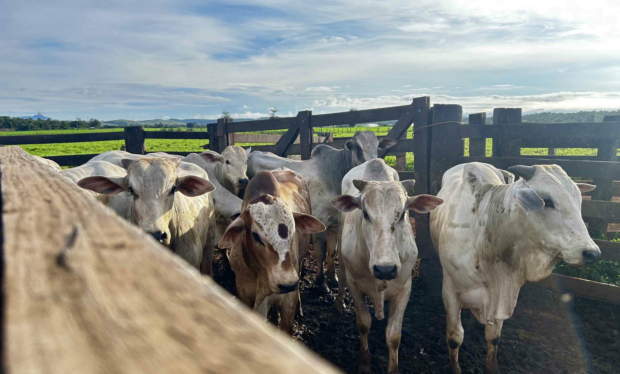 A Legacy of Veterinary Care