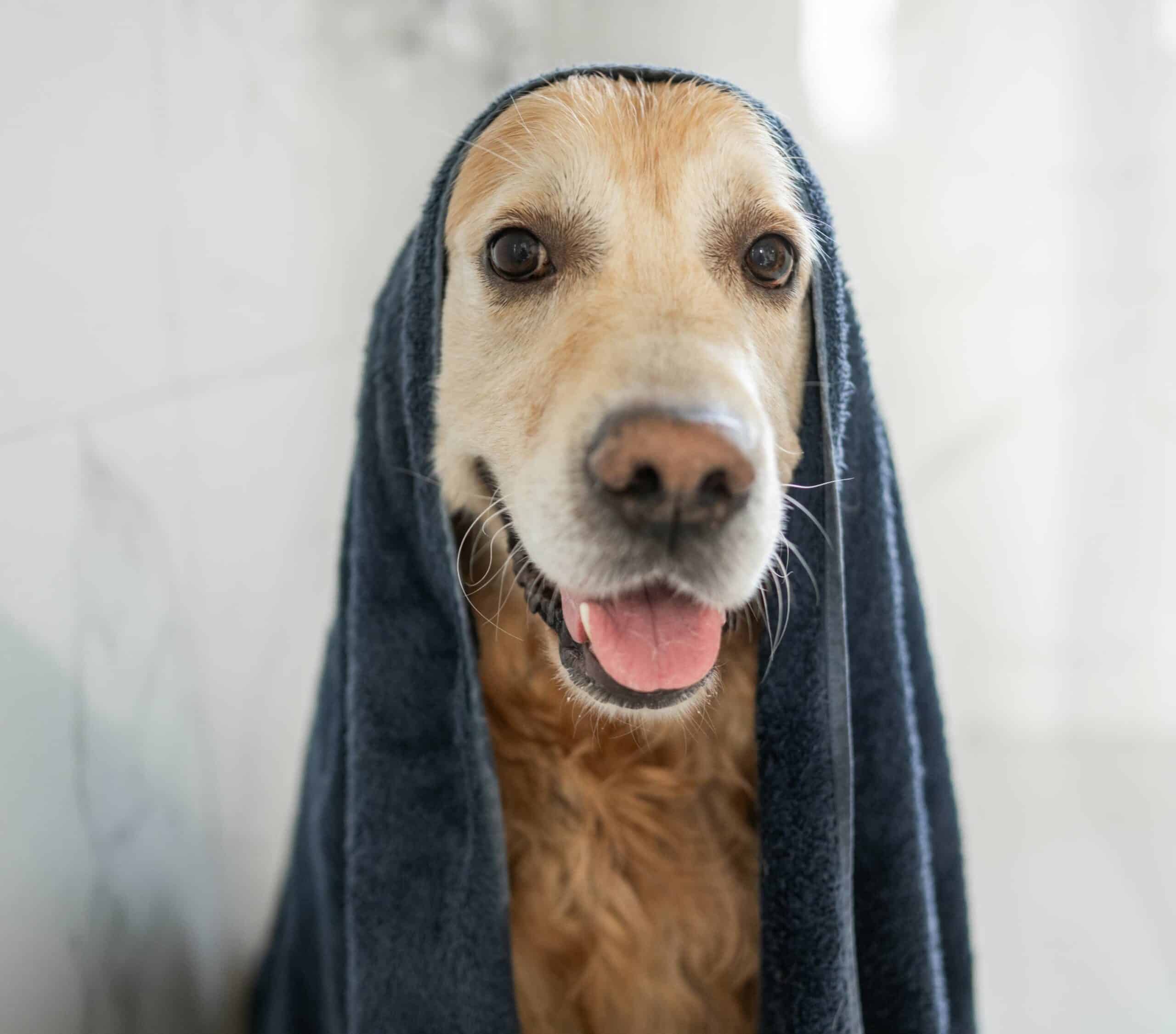 Bathing and Wellness Services