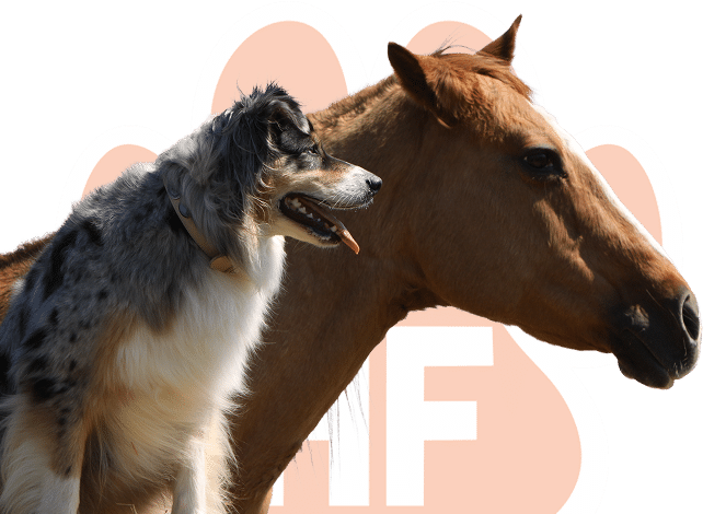 Brown Horse with Dog