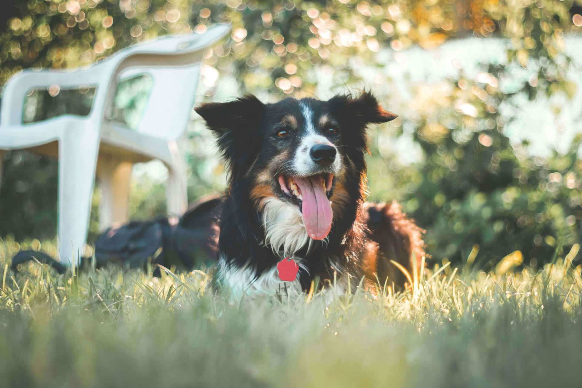 Don’t Let Summer Stress Out Your Pet: Common Seasonal Triggers and How to Help