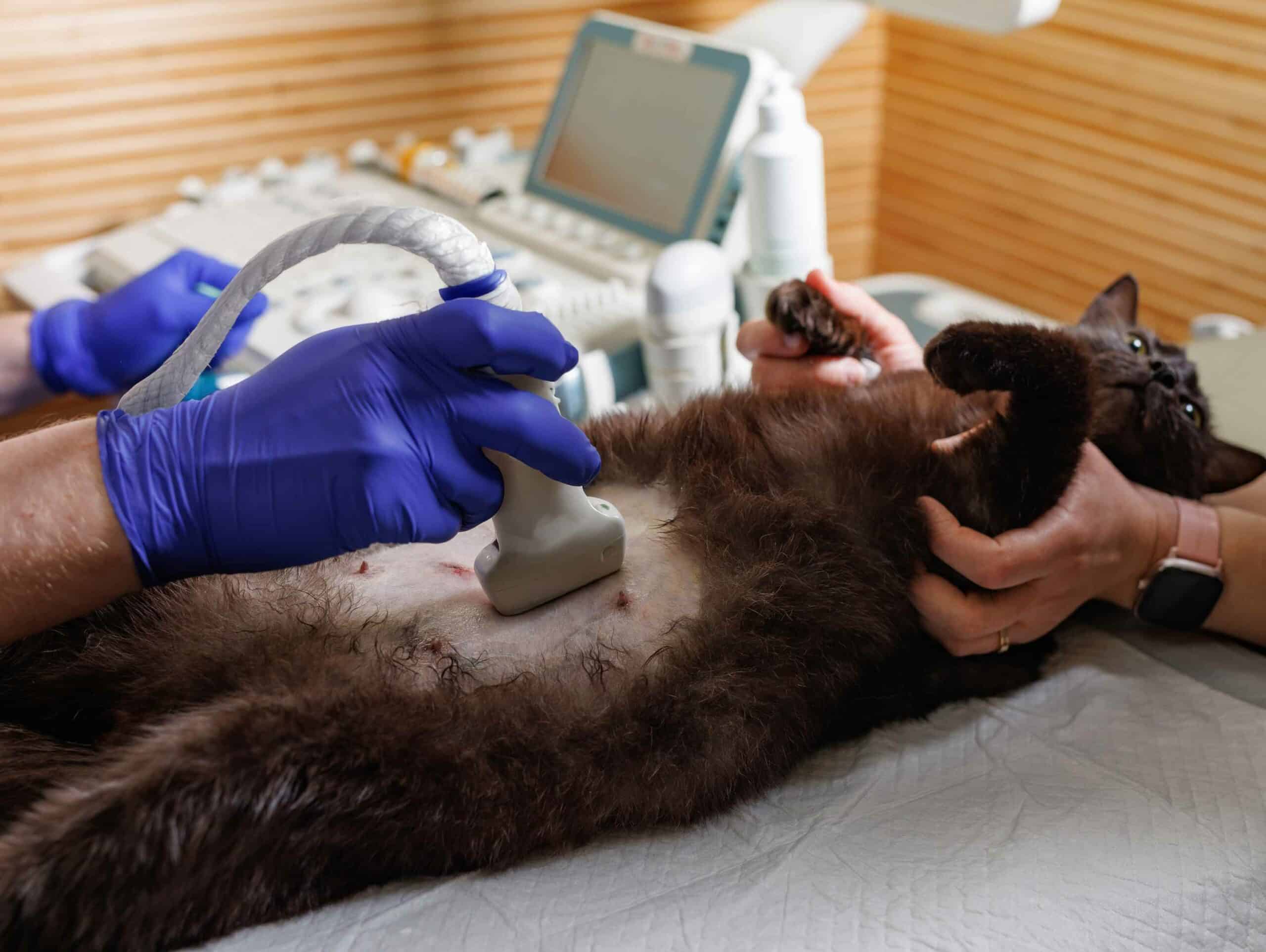 Get Answers for Your Animal's Health