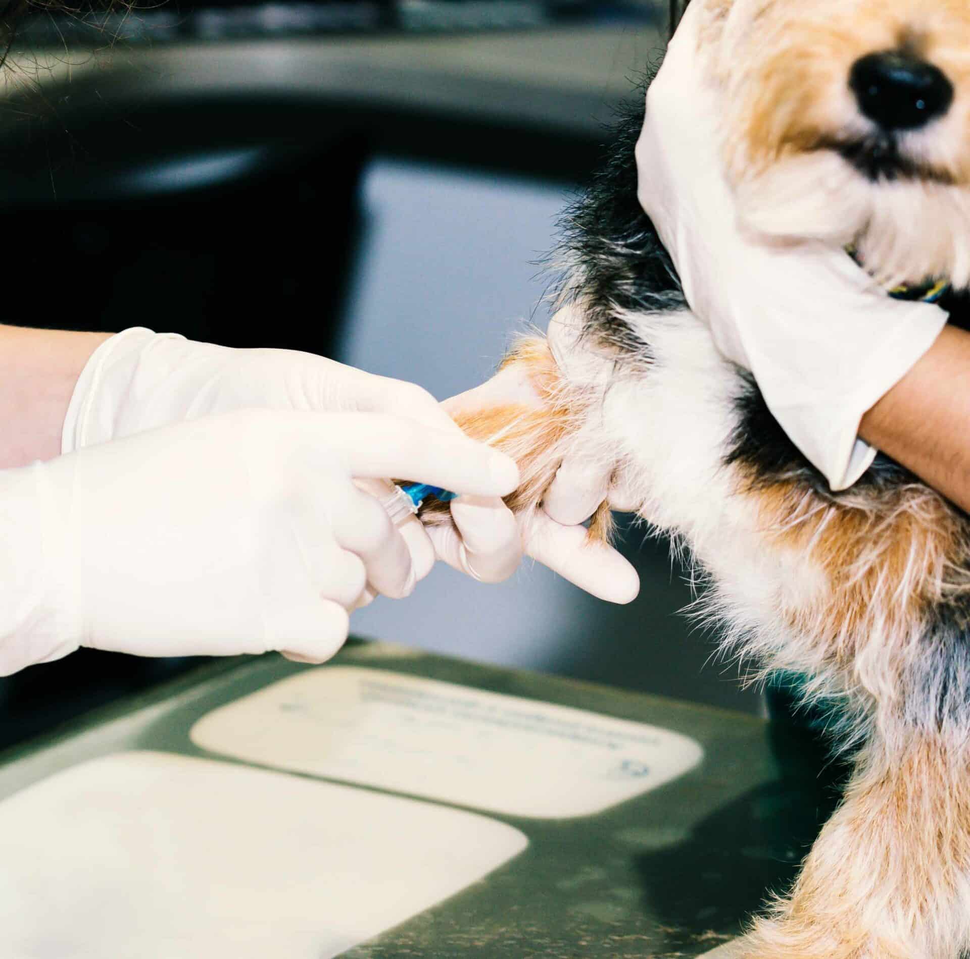 In-House Veterinary Laboratory