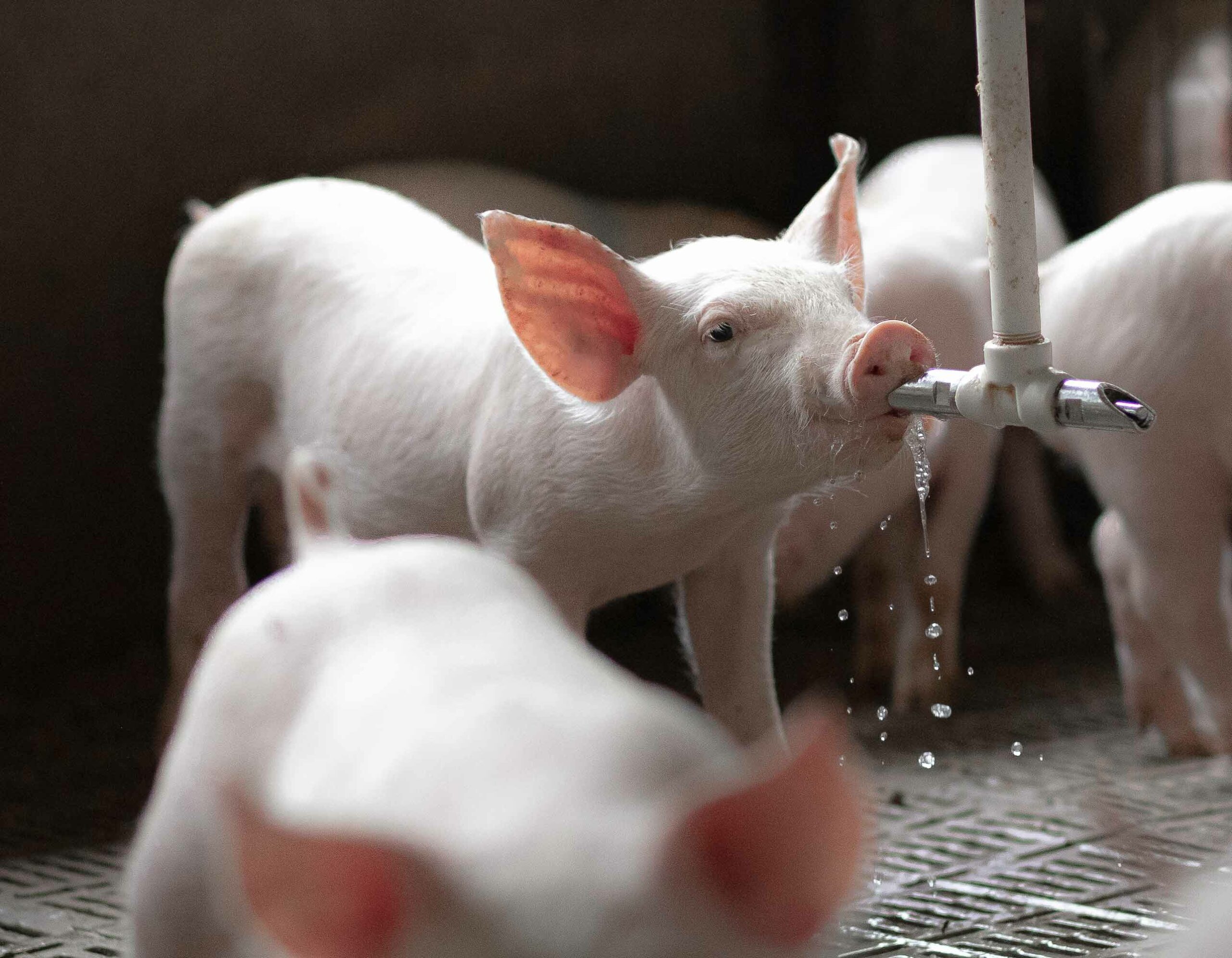 Keep Your Herd Healthy Year After Year