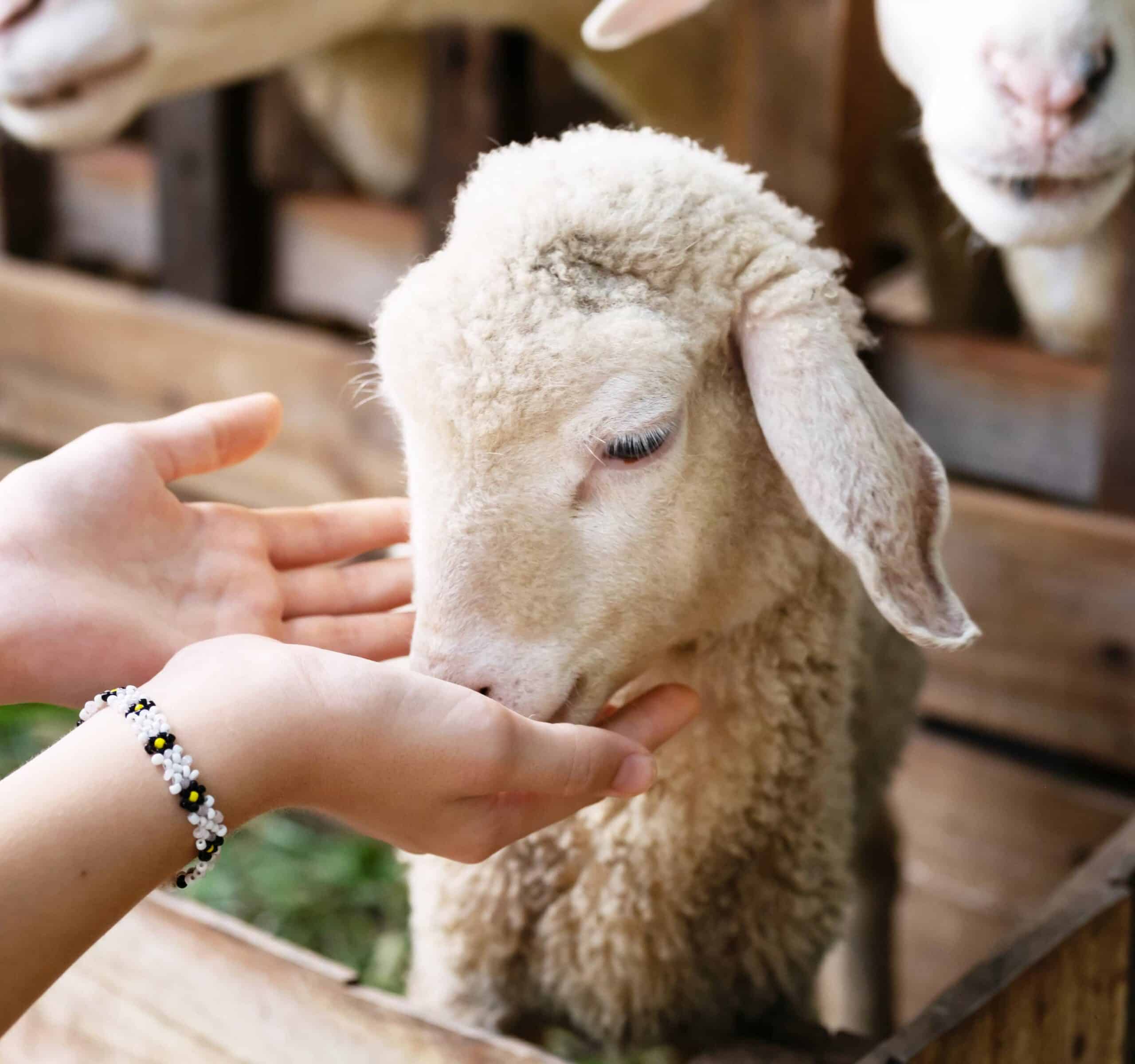 Keep Your Livestock Ready for the Road, Ranch, or Sale