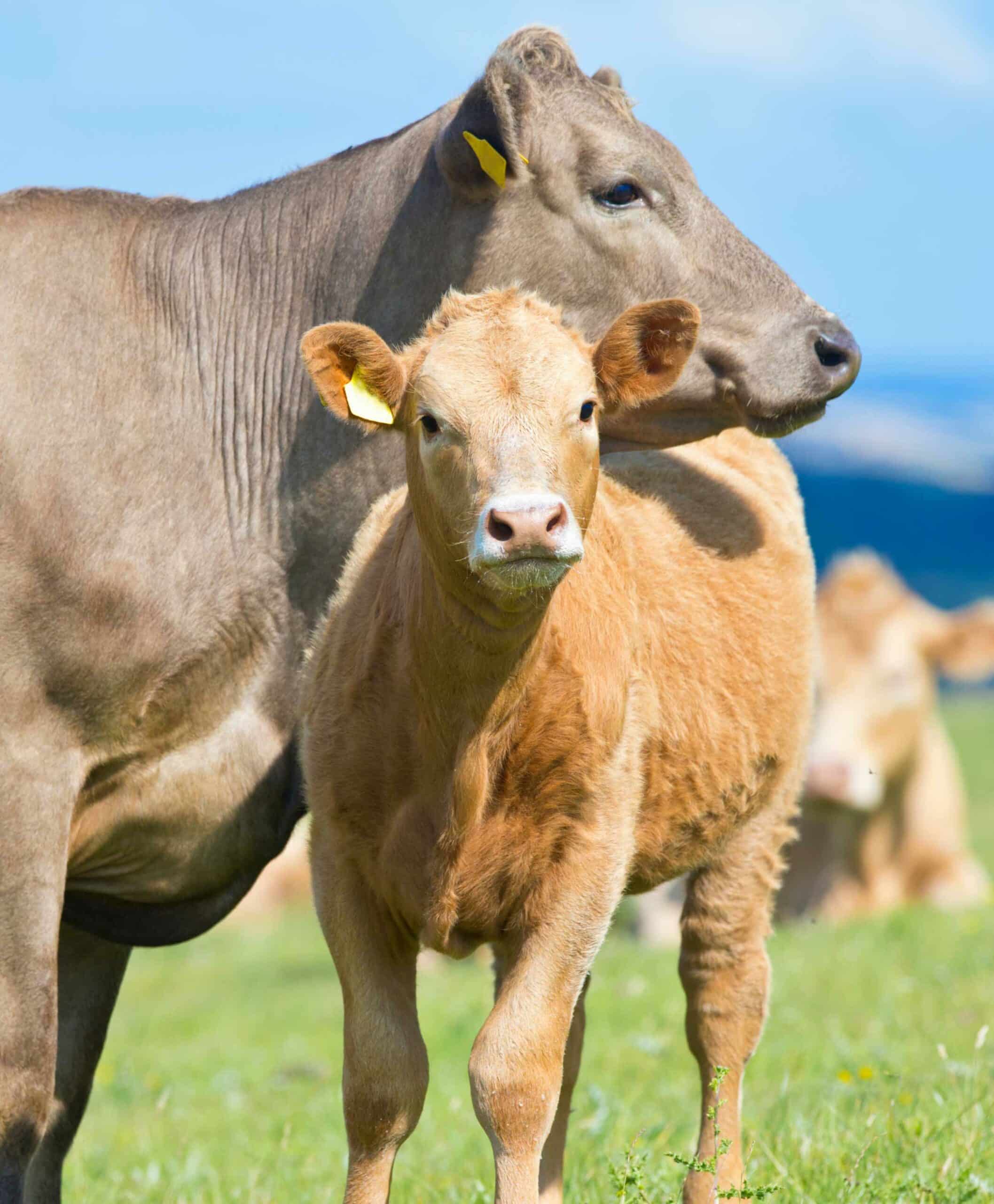 Large Animal FAQ Photo