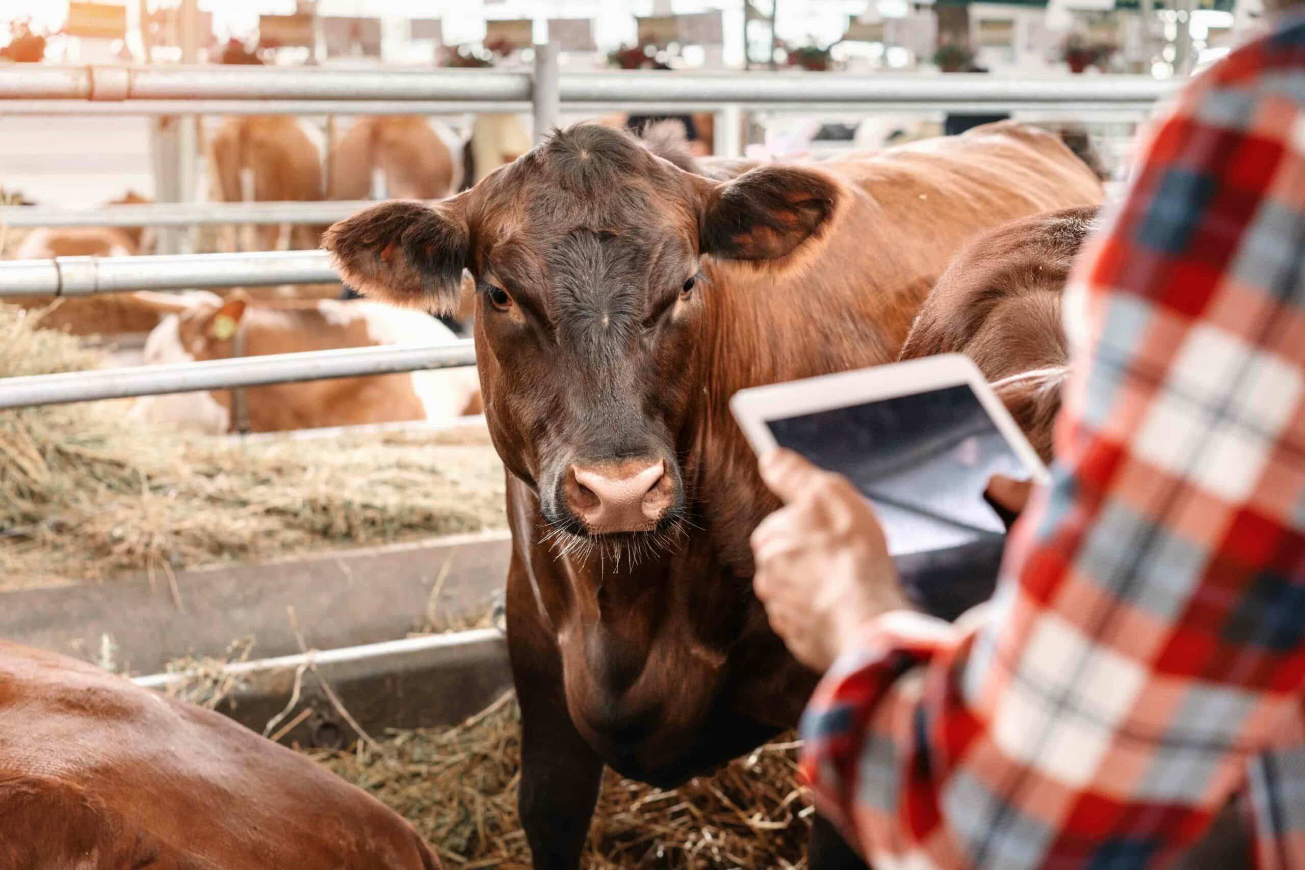 Large Animal Regulatory Services