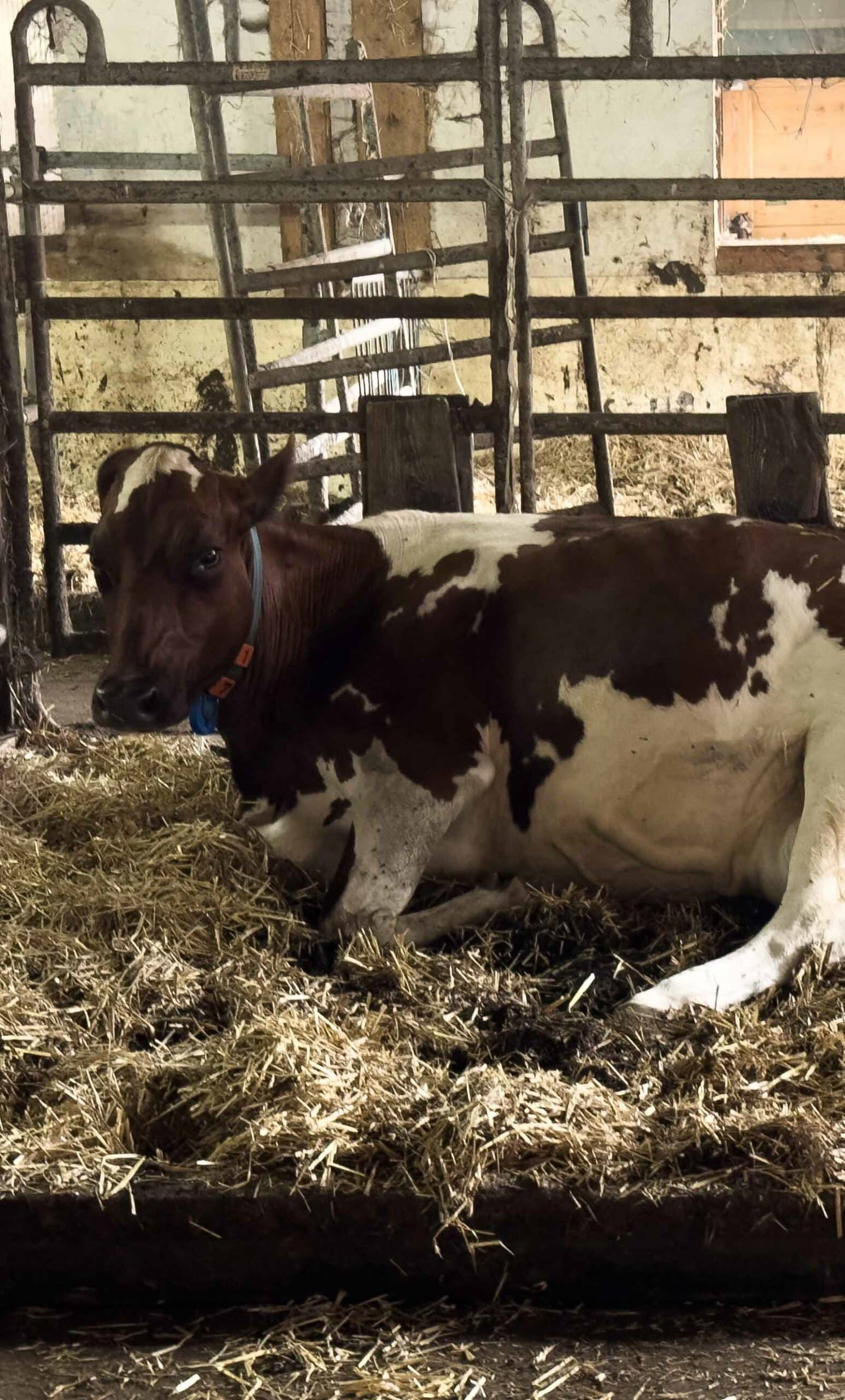 Large Animal Reproduction Services We Offer