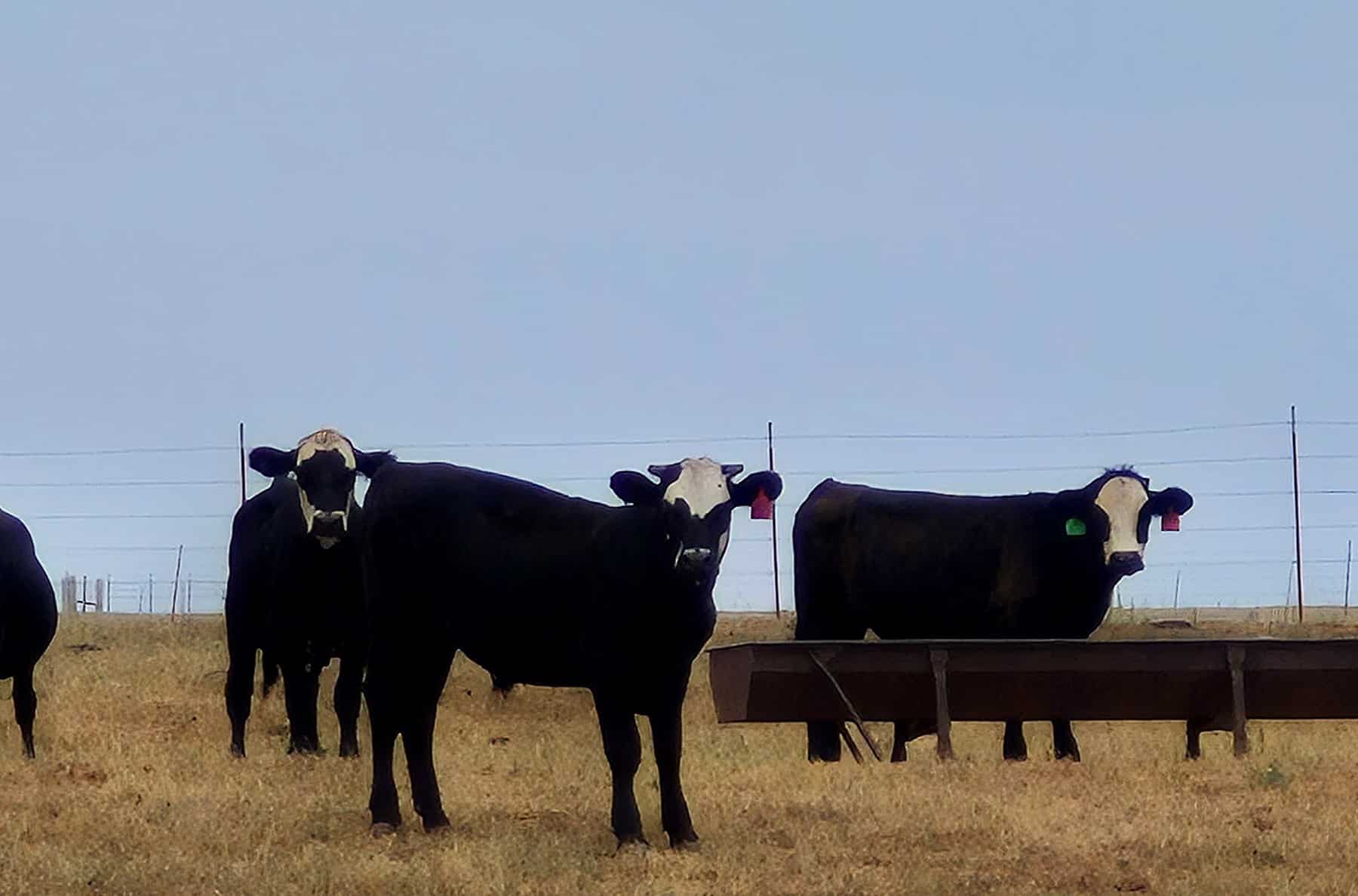 Large Animal Wellness & Health