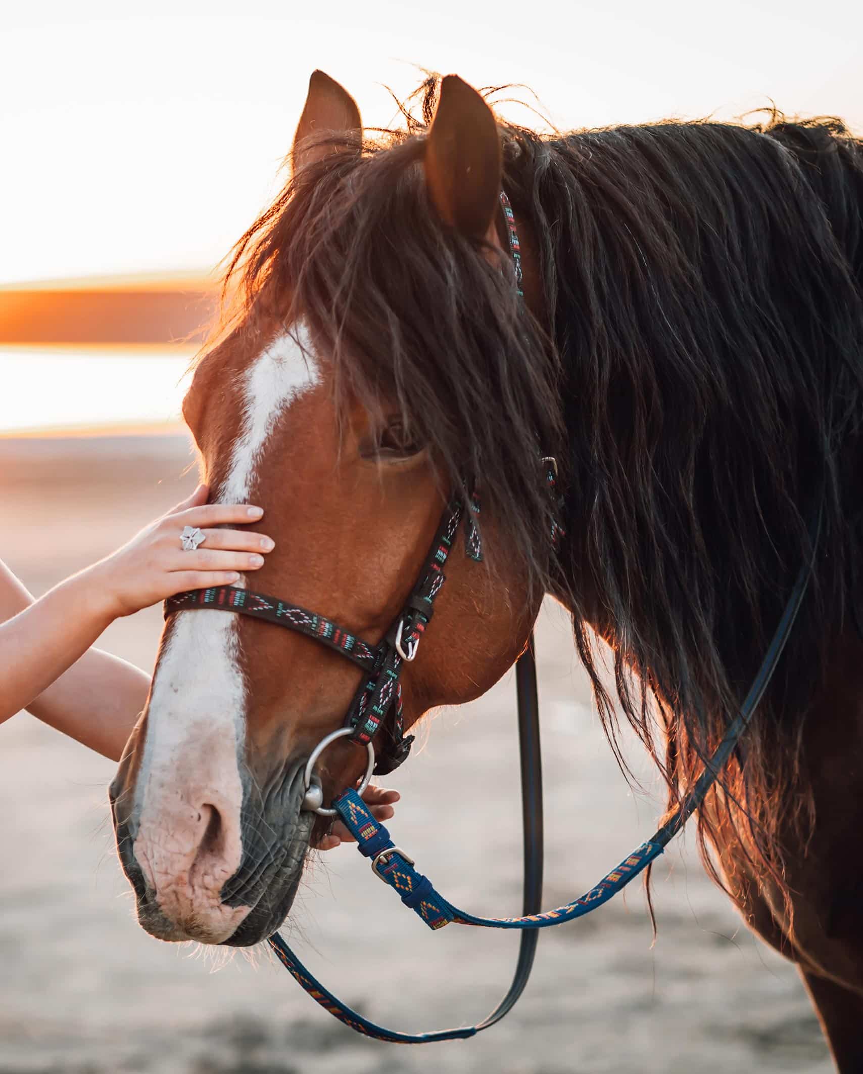 Large Animal Wellness Services