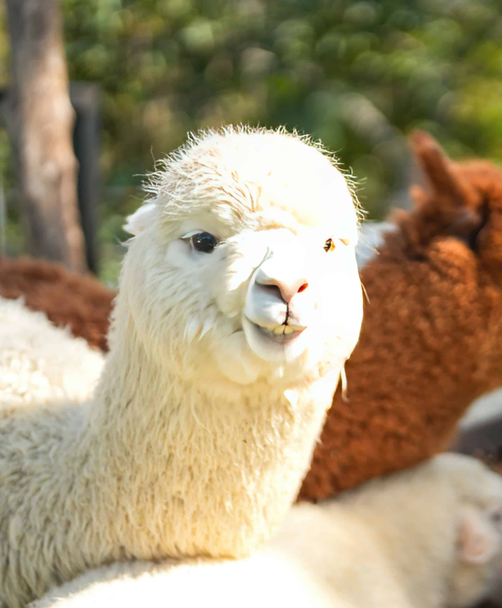 Official Calfhood Vaccination Program