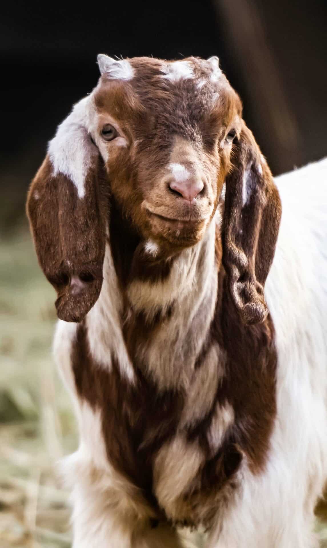 Parasite-Control-and-Deworming