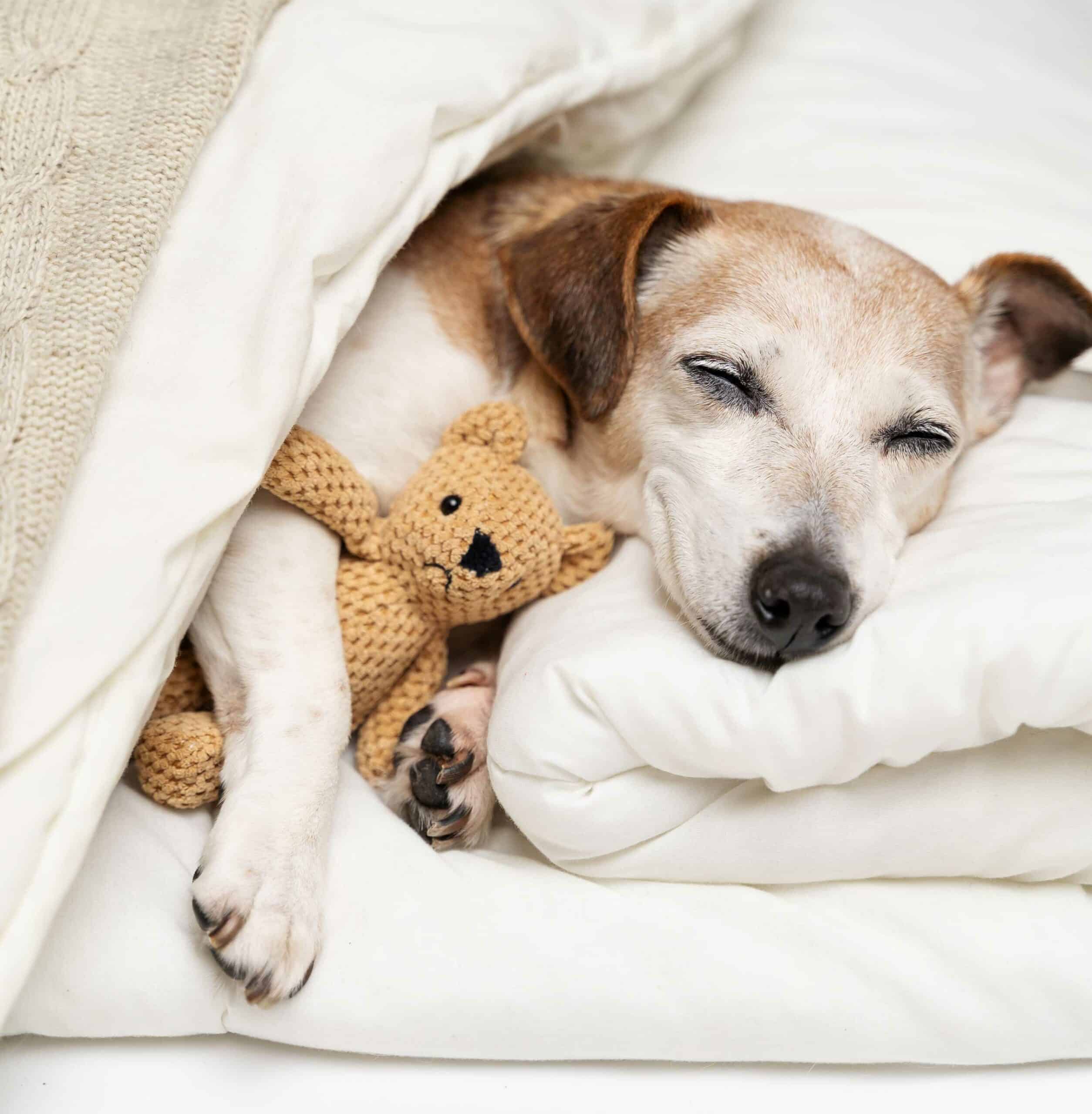 Ready to Reserve Your Pet's Stay?