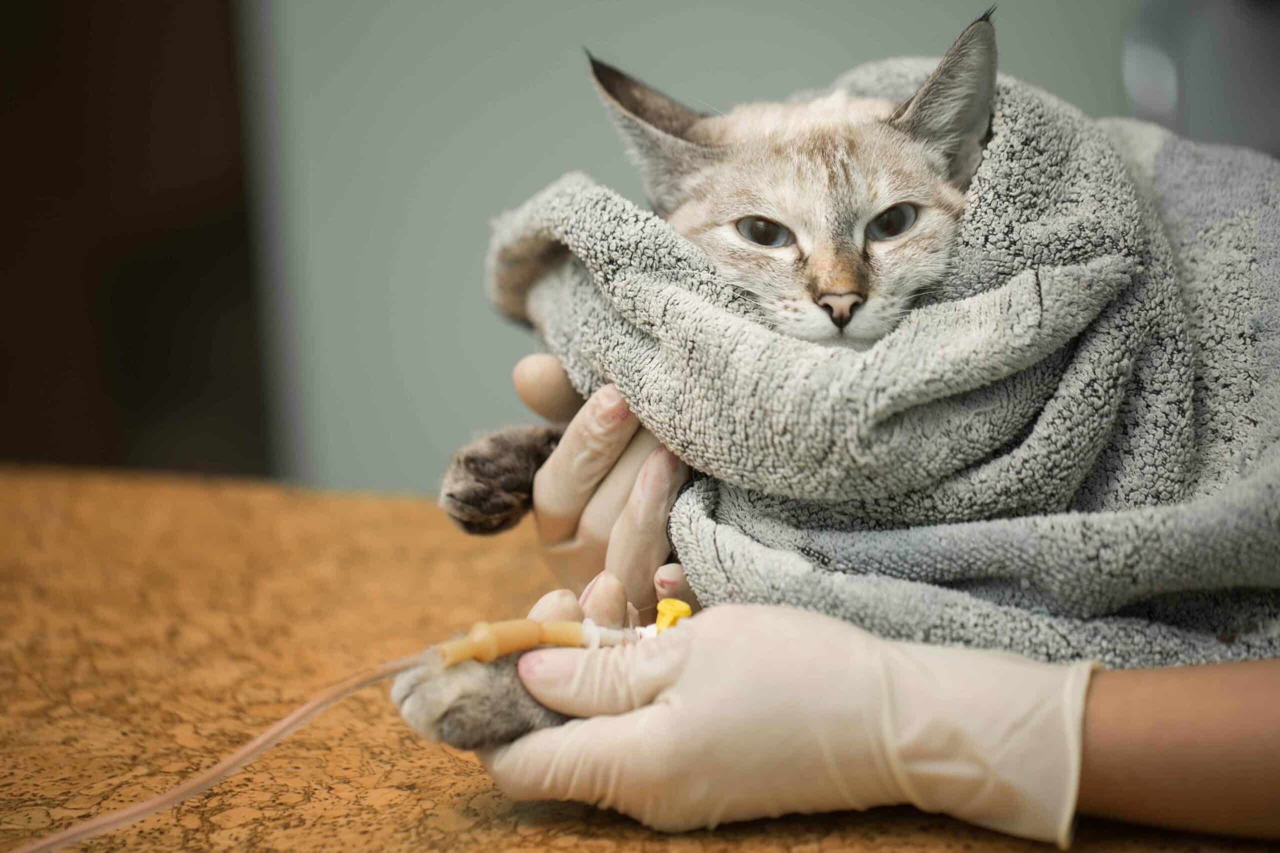 Sick Pet Exams