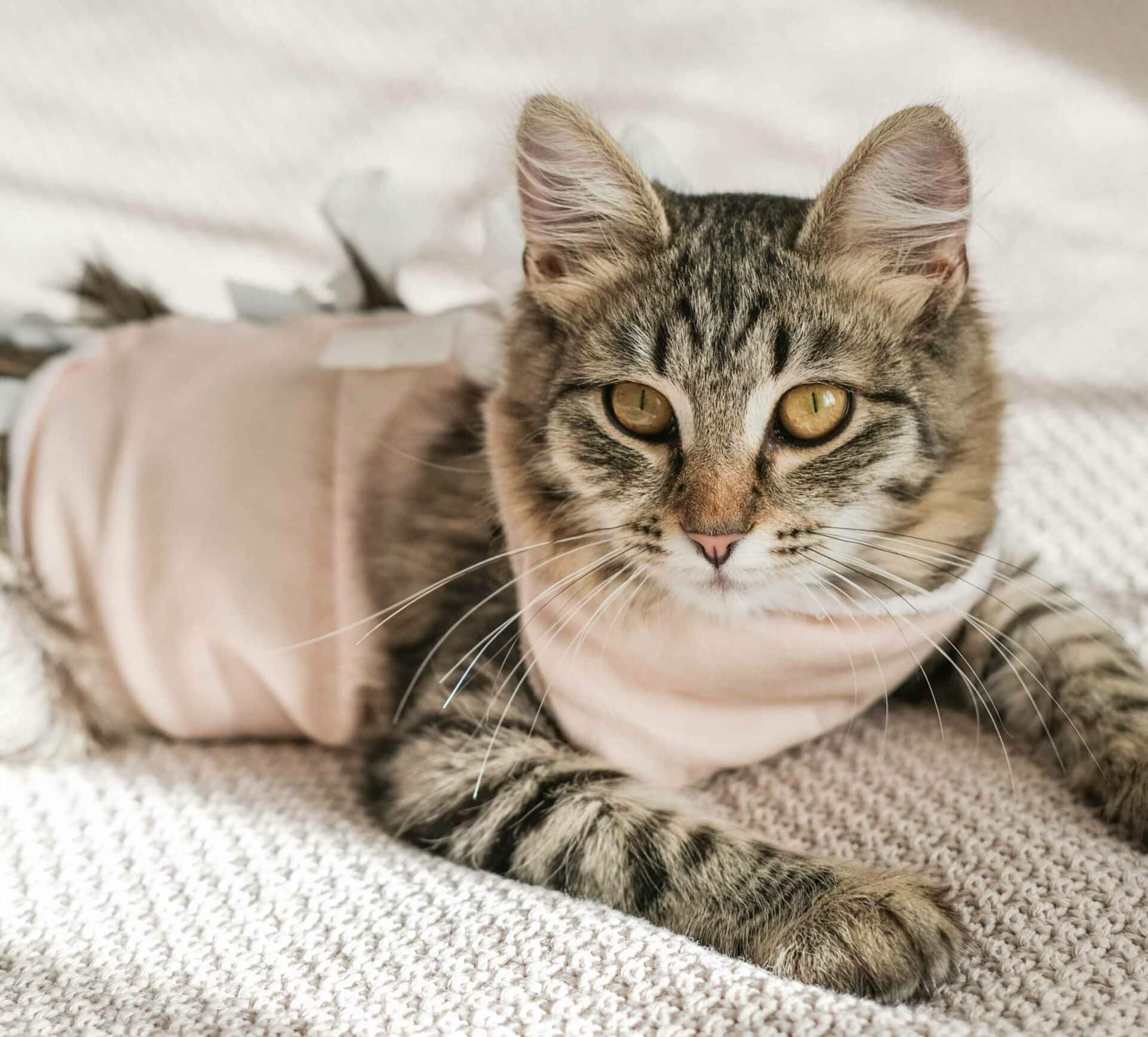 Soft Tissue Surgery