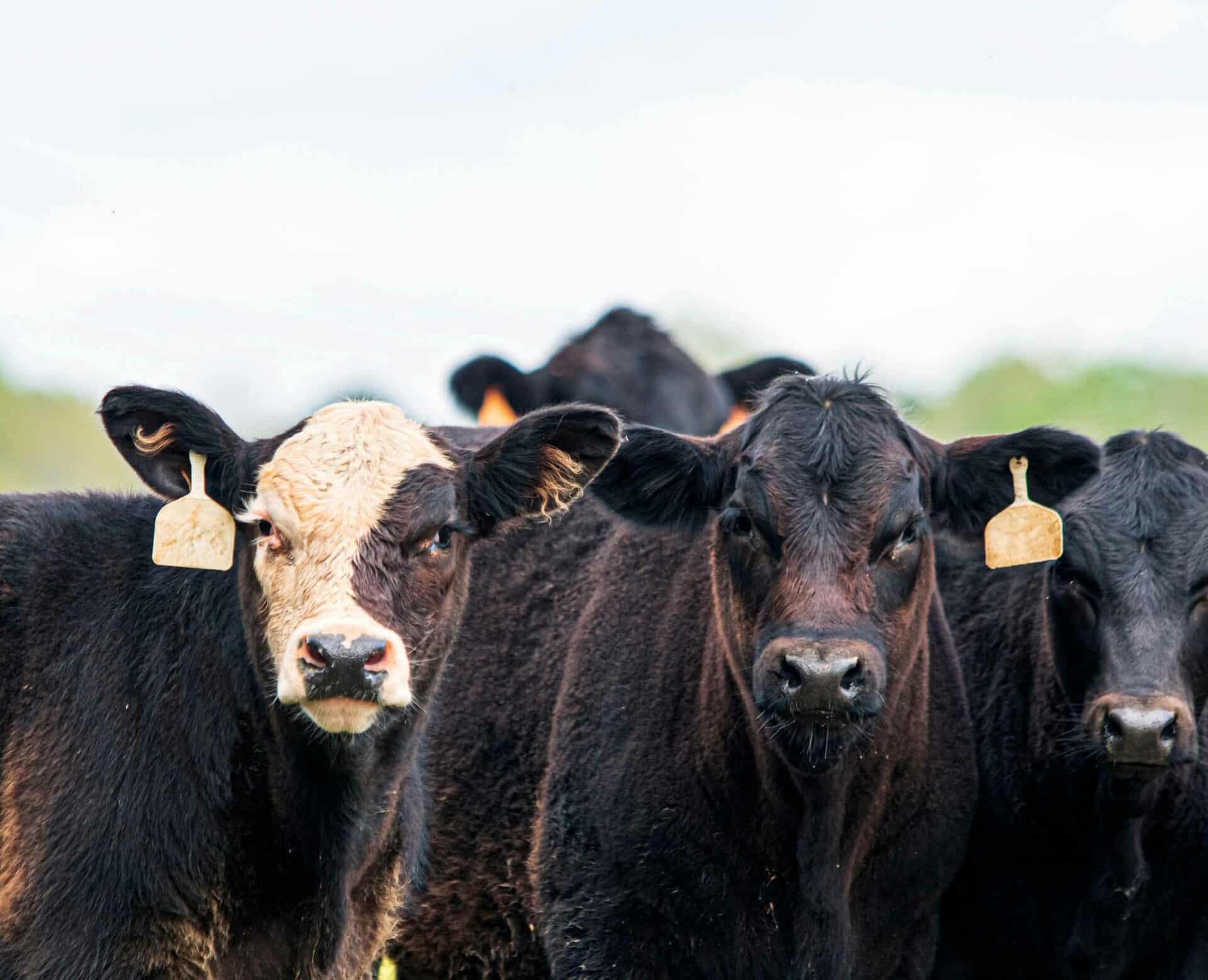 Wellness Care for Large Animals