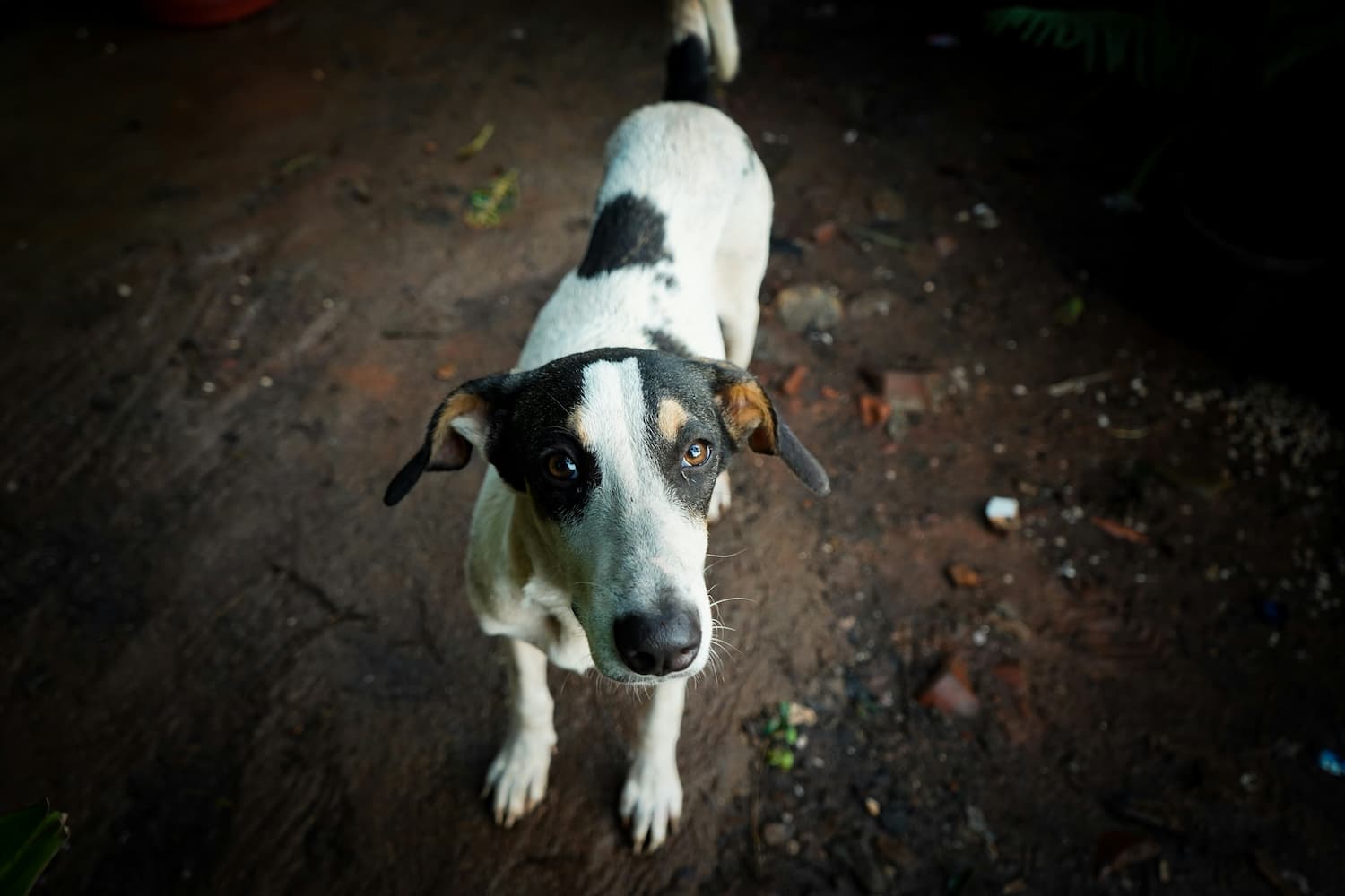 What Is Pet Microchipping and How Does It Work?